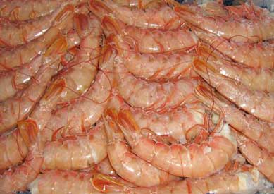 A photograph of headless shell on Argentine langostino (HLSO).