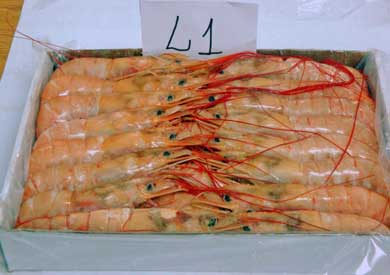 A photograph of Argentine langostino size L1 wole head on in a 2 kg carton (HOSO).